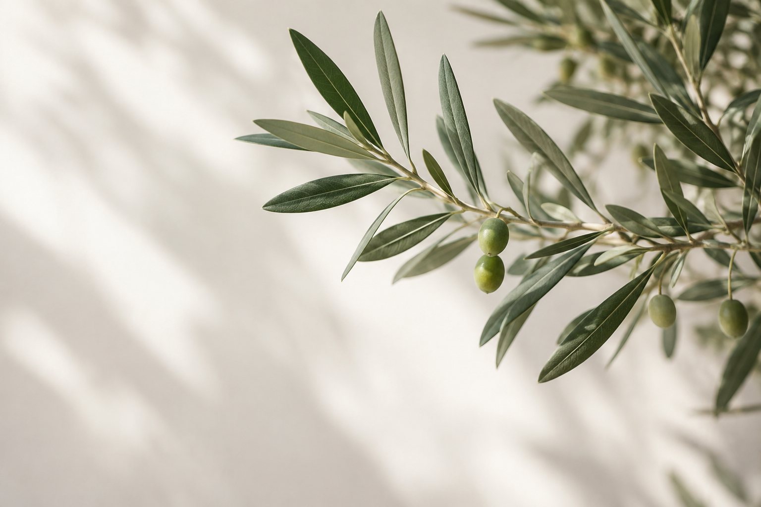 An olive branch against a sunlit wall